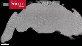 Snippet Researchers image an entire fly brain in minute detail [upl. by Bowrah]