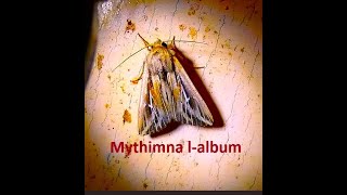 The L album wainscot Mythimna l album [upl. by Llered]