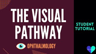 The Visual Pathway  Medical Tutorial [upl. by Hudgens583]