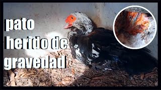 COMO CURAR AVES HERIDAS CANIBALISMO EN GALLINASCOMO CURAR GALLINAS CON LOS INTESTINOS EXPUESTOS [upl. by Bently967]