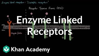 Enzyme Linked Receptors  Nervous system physiology  NCLEXRN  Khan Academy [upl. by Leunam172]