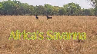 GAME VIEWING on a FARM in Africa 🌍 Antelopes roam freely Motorcycle ride [upl. by Eudoxia]