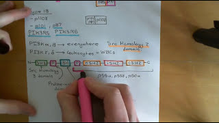 The PI3K  AKT  mTOR Pathway and Cancer Part 3 [upl. by Desiree]