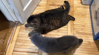 Huge Scottish Fold Cat Attacked by a 15YearOld Bully [upl. by Seibold]