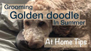 Grooming Goldendoodle  Summer  Self Taught  At Home Tips [upl. by Yanej184]