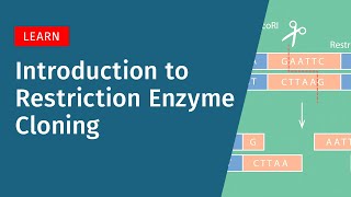 Introduction to Restriction Enzyme Cloning [upl. by Aicirt293]