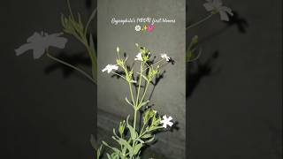 GYPSOPHILA Flowergypsophilaviralvideogardenflowersseedslovegardeningfunplantsterracegarden [upl. by Hourihan812]