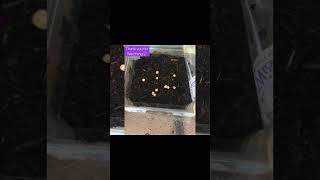 DIY Growing Planting Falsa Seeds at Home Grewia asiatica بیج سے فالسہ اگانا [upl. by Wack522]