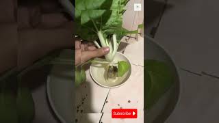 Hydroponically grown veggies last longer hydroponics satisfying gardening farmingtips shorts [upl. by Voe]