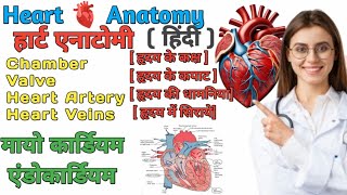 Heart Antomy and physiology In Hindi  structure of heart  layer  Valve  Interior heart [upl. by Elylrac]