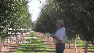 How to Monitor for Aphids in Plum and Prune [upl. by Harriott652]