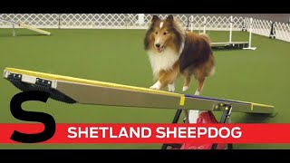 S is for Shetland Sheepdog [upl. by Dennie]