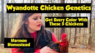 Wyandotte Chicken Genetics Get Every Color With These 5 Chickens [upl. by Ahsinrats]