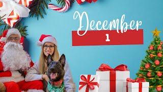 A Belgian Malinois Vlogmas 2021 December 1st [upl. by Suu]