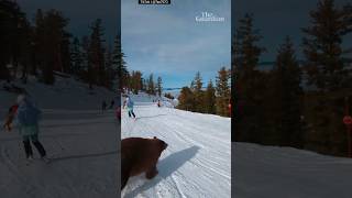 Moment skier narrowly misses bear on the slopes of Lake Tahoe California [upl. by Goer]