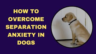 Separation Anxiety in Dogs Solutions That Work [upl. by Erdnassak]