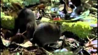 Ao Extremo  Os 10 Mas Assustadores  Animal Planet parte 1 [upl. by Salakcin]