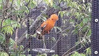 Guianan Cockoftherock  Bird Paradise Singapore [upl. by Narrat737]