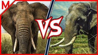 19💥African Elephant vs Asian Elephant   Serval vs Ocelot winner [upl. by Gennifer]