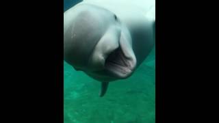 Beluga Whale Scares SHT Out of Kids [upl. by Moraj258]