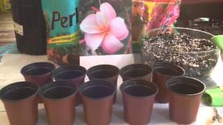 Growing plumeria seeds indoors [upl. by Ahsiam]