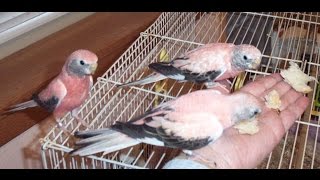 Bourke Parakeets and Toys  Do Too Like em [upl. by Nally]