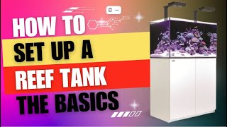 A Beginners Guide to starting a Saltwater tank in 2024 [upl. by Eenwat]