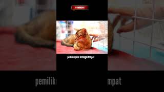 Kucing Abisinia Adalah Kucing Sosial dan Penyayang shortsclip [upl. by Yentruoc]