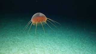 Four Incredible Creature Sightings on Palmyra Atoll  Nautilus Live [upl. by Antone]