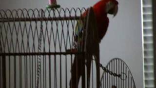 Guapo the talking Green Wing Macaw Part 2 [upl. by Salli]