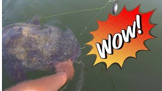 New Record Flathead Catfish [upl. by Laertnom]