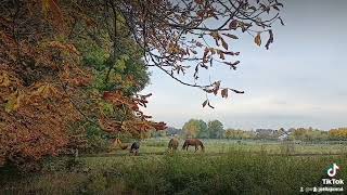 video explore travel nature youtubeshortsbadhomburg deutschland [upl. by Traci]