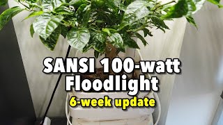 Sansi 100watt floodlight pepper growing test  Six week update [upl. by Etterraj228]