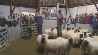 The Last Sheep Sale at Bellingham Mart Northumberland on 1 October 2004 [upl. by Slorac]