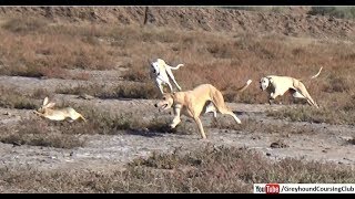 three dogs vs rabbit race 2019  hunting animals  shikar in jungle [upl. by Euqinimod87]