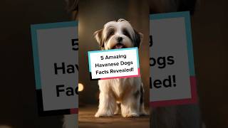 5 Amazing Havanese Dog Breed Facts Revealed HavaneseDog DogBreeds ViralPets Shorts CutePets [upl. by Keefe]