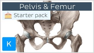 Pelvis Hip bone and Femur  Human Anatomy  Kenhub [upl. by Brenden]