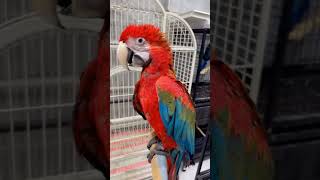 Beautiful Green Wing Macaw petholicksofficial uae dubai abudhabi palmjumeirah jbr macaw [upl. by Sennahoj31]