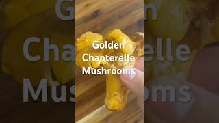 golden chanterelles are definitely my newest obsession mushroom vegan chantarelle [upl. by Helas]