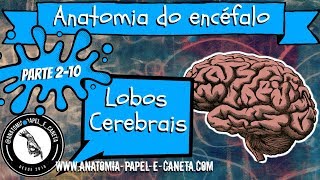 Anatomia do sistema nervoso  LOBOS CEREBRAIS [upl. by Lesde722]