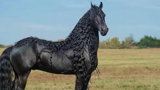 Top 5 Most Beautiful Horse Breeds in the World [upl. by Naujtna271]