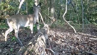 Whitetailed deer WWSNP 🦌 so still October 15 2024 [upl. by Franklyn]