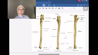 Anatomi Regio Antebrachium dan Manus [upl. by Atsok653]