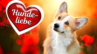 Hunde Sprüche und Weisheiten  Schöne Zitate  Hundeliebe  Sprüche zum Nachdenken  Hunde Video [upl. by Duhl]