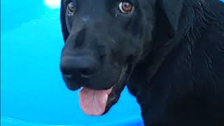 Goldador playing at pool time golden retriever black Labrador Goldador [upl. by Amoihc743]