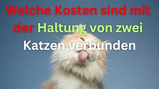 Welche Kosten sind mit der Haltung von zwei Katzen verbunden [upl. by Llenwahs]