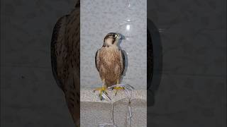 Red Naped Shaheen  1000subscriber birds falconry [upl. by Ymeraj]