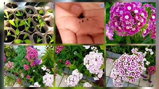 Growing Dianthus from seeds to flowers with step by step update on the growth of dianthus plants [upl. by Darum]