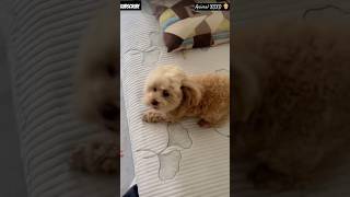 Cute puppy 🐕😍 dog minidoge cuteanimal puppie pets cute animals cutepet minipets [upl. by Suzanne]