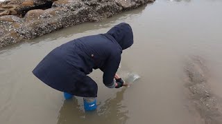 赶海发现水坑有鱼窜过，皮皮折腾半天终于抓住，这是一条大家伙啊 [upl. by Sauers]